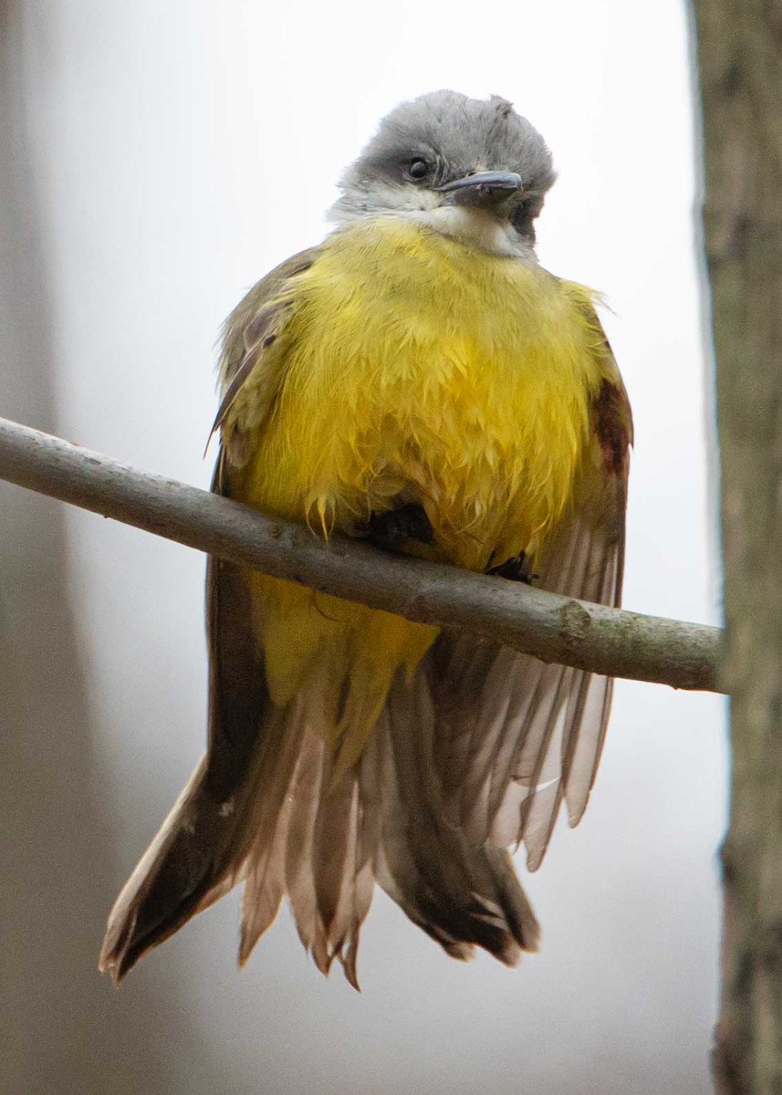 Tropical Kingbird - ML310648761