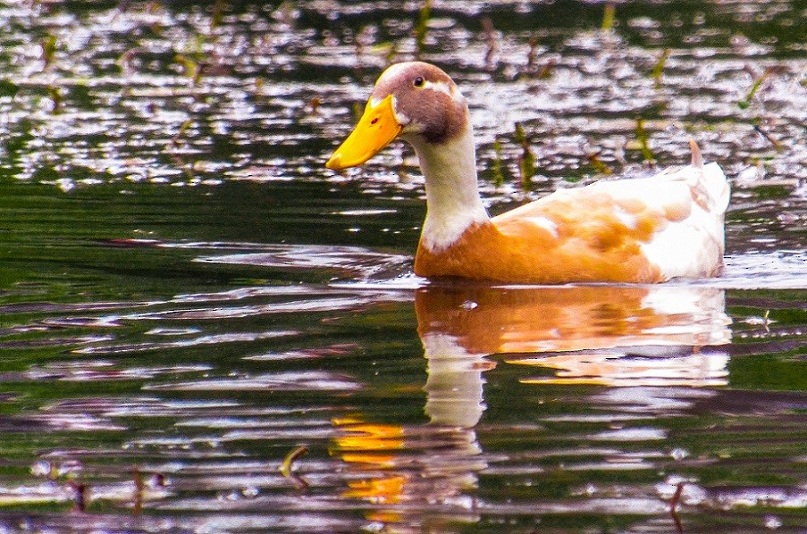 Anatidae sp. (dabbling duck sp.) - ML310648931