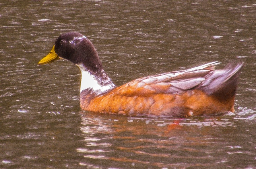 dabbling duck sp. - ML310649111