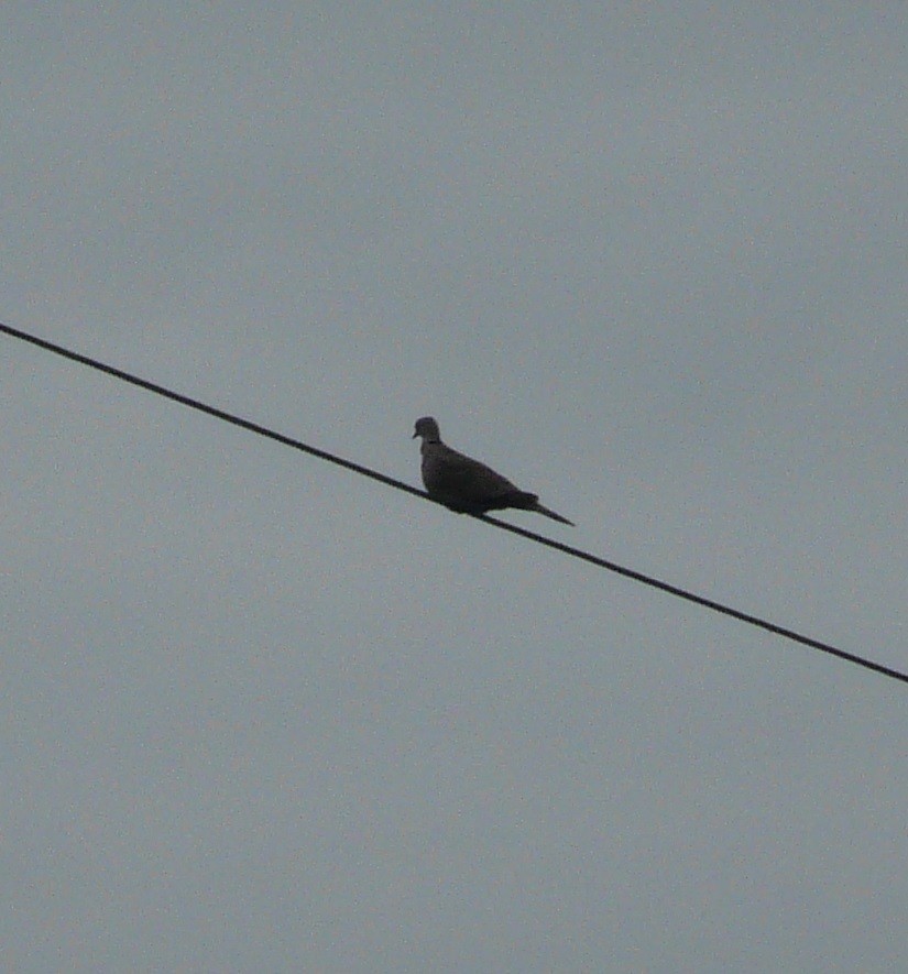 Eurasian Collared-Dove - ML310649801