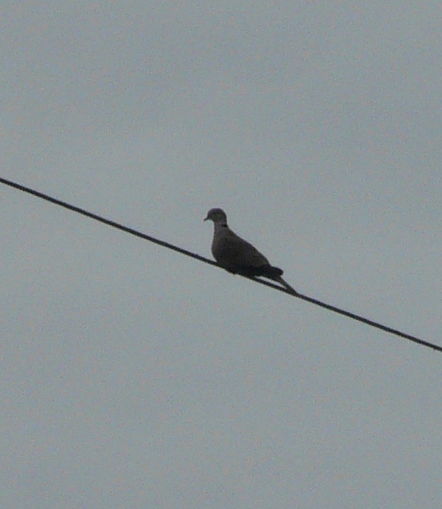 Eurasian Collared-Dove - ML310649811