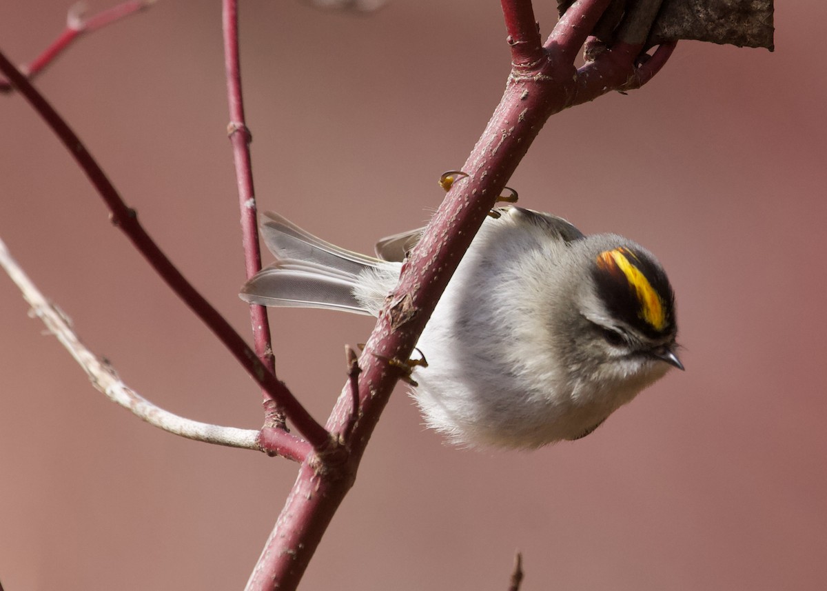 Golden-crowned Kinglet - Gerry Mielke