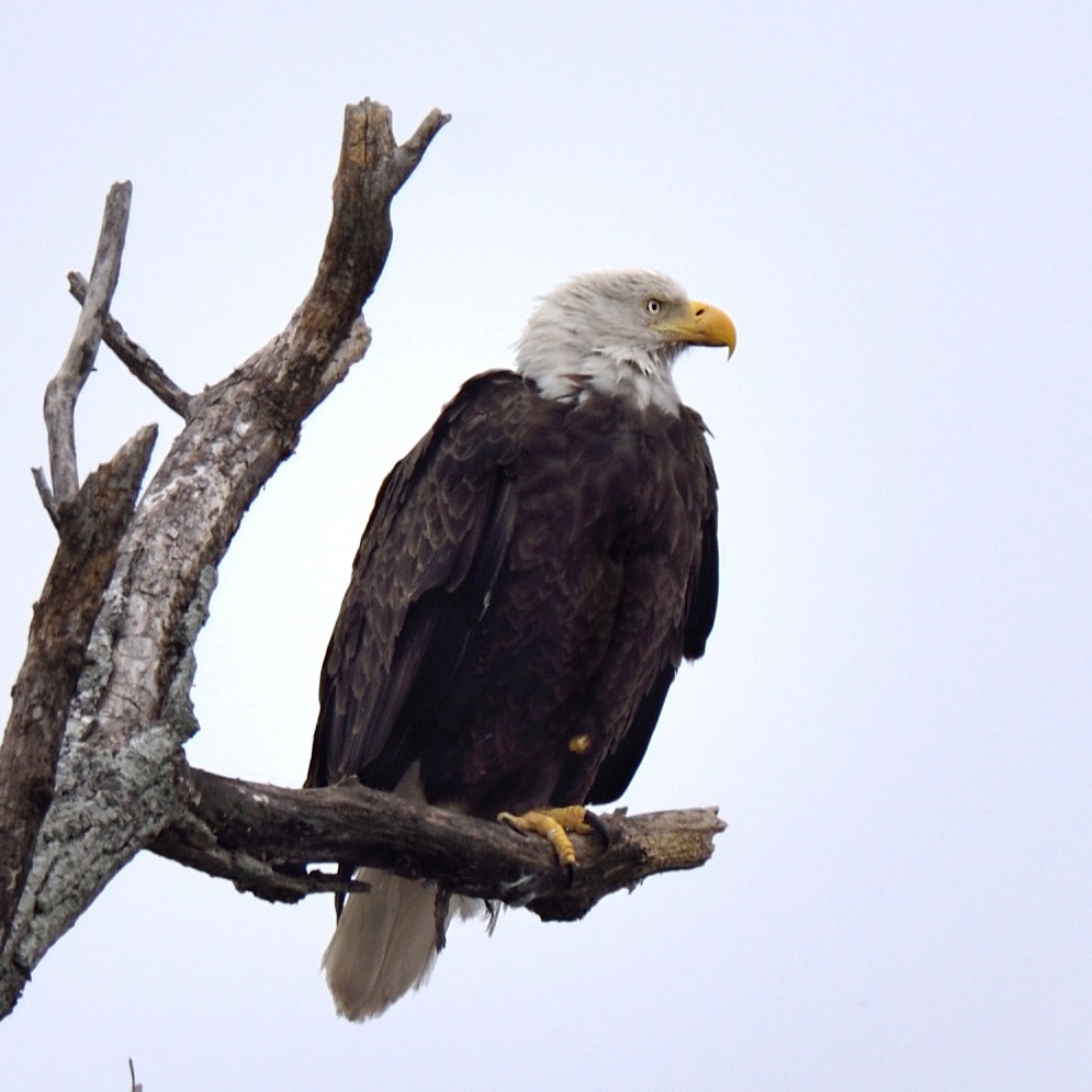 Weißkopf-Seeadler - ML310653241