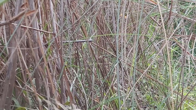 Baikal Bush Warbler - ML310655371