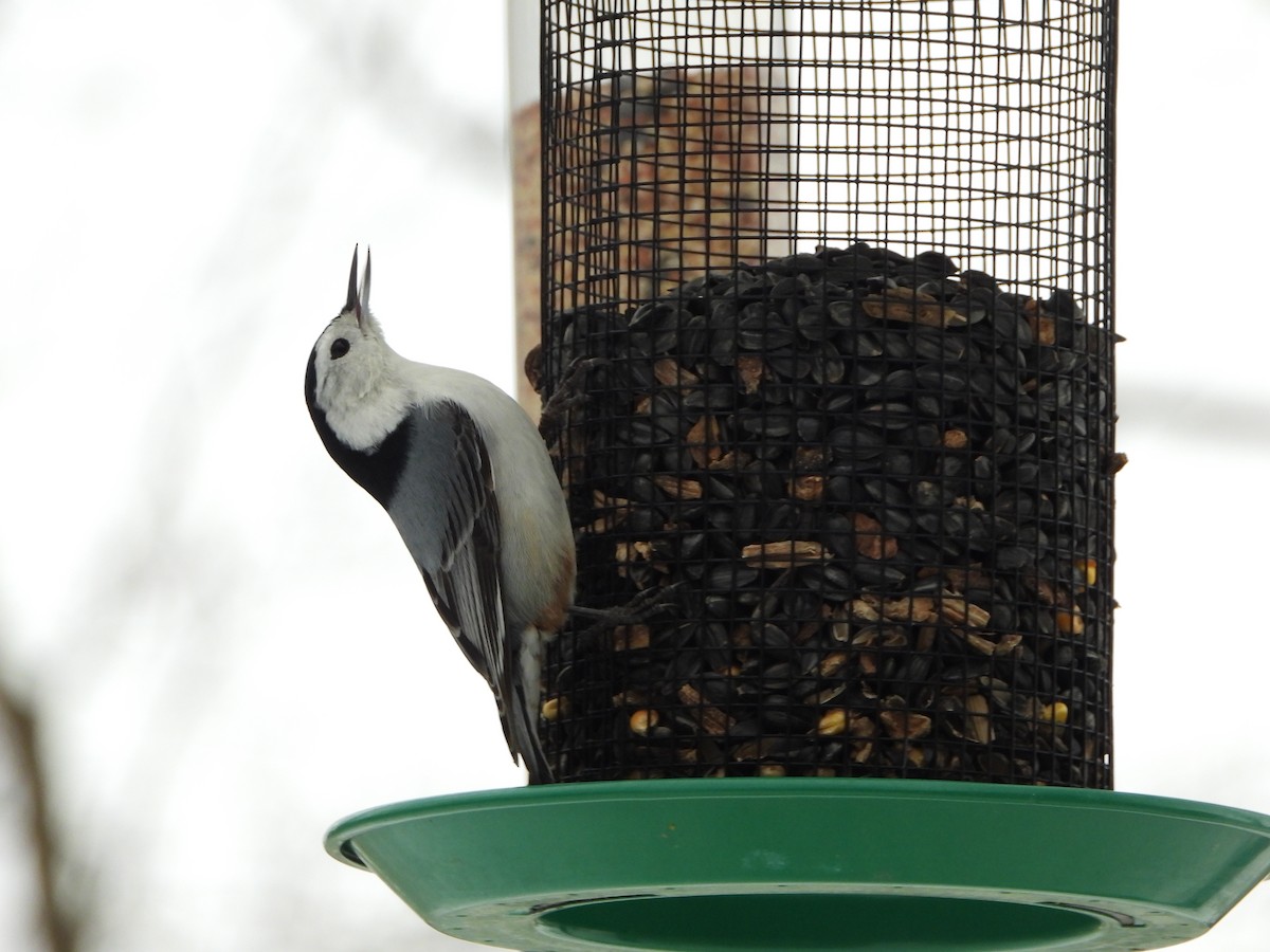White-breasted Nuthatch - ML310656331