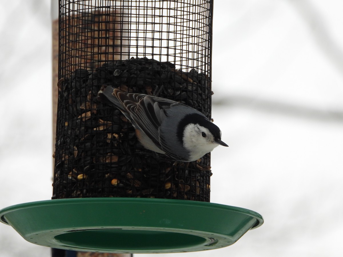 White-breasted Nuthatch - ML310656491