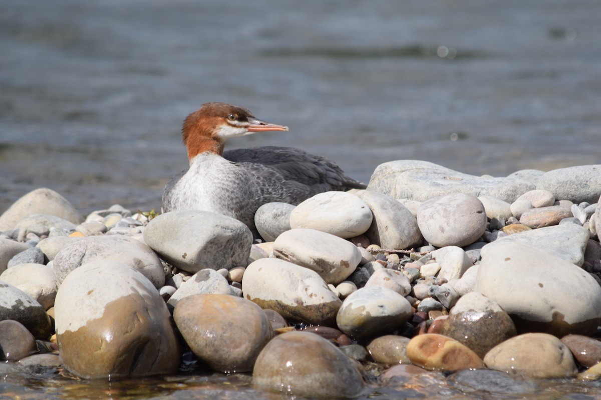 Common Merganser - ML310658171