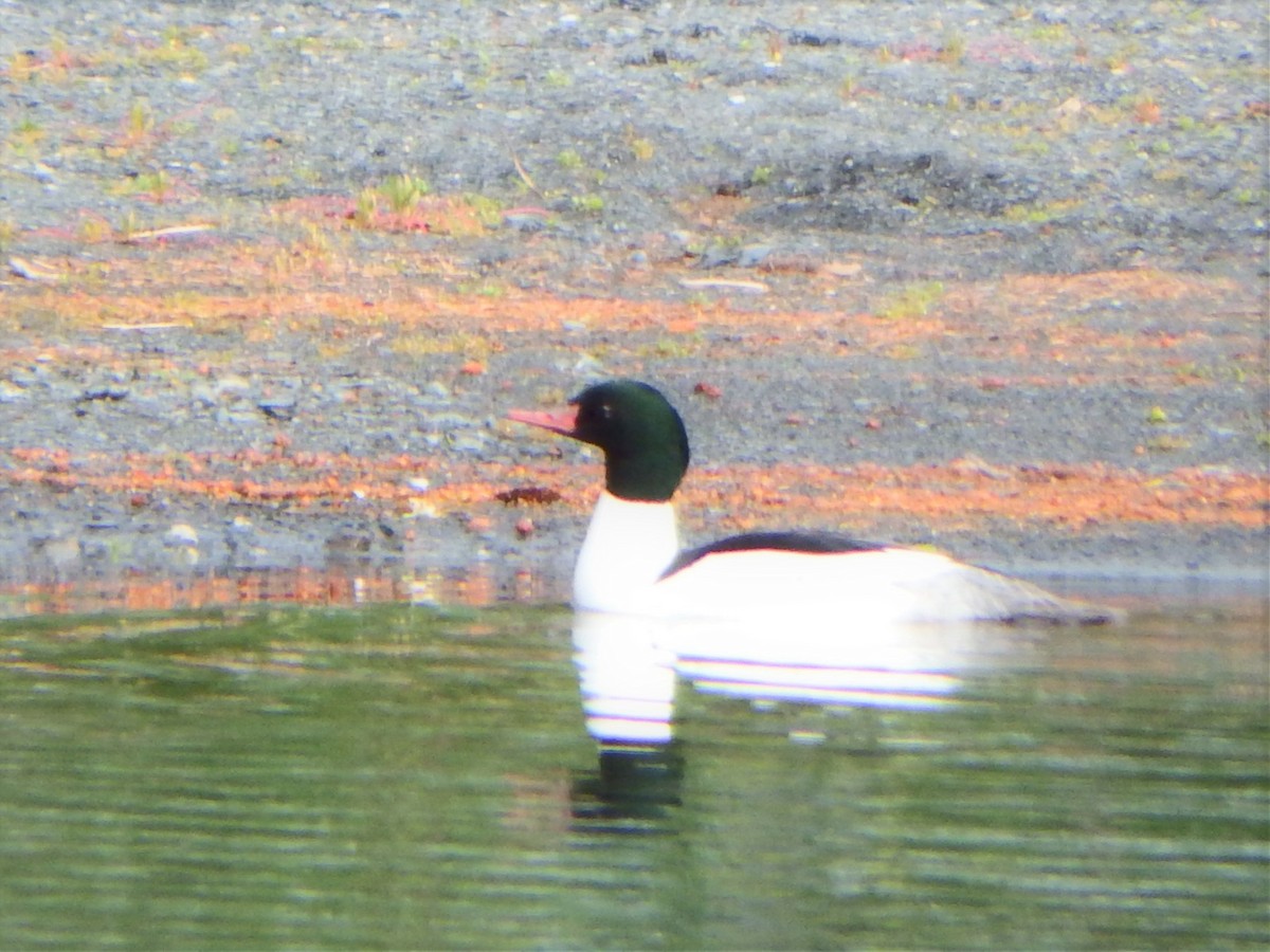 Common Merganser - ML310658401