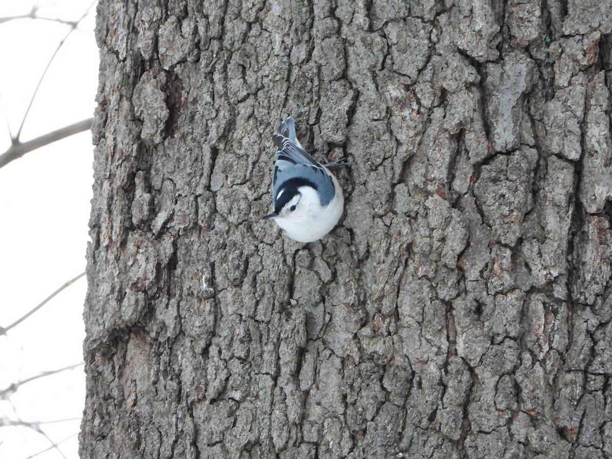 White-breasted Nuthatch - ML310659371