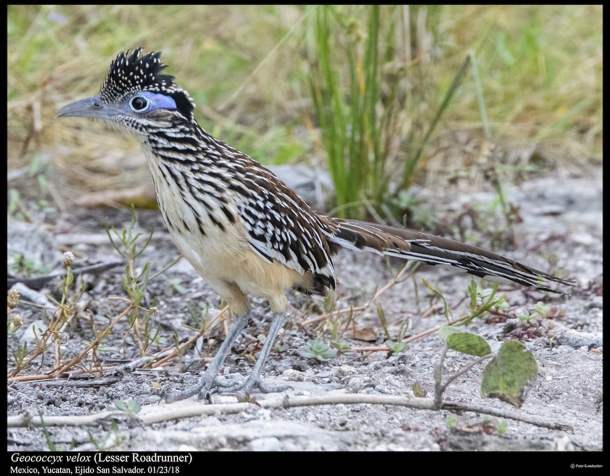 Lesser Roadrunner - ML310659941