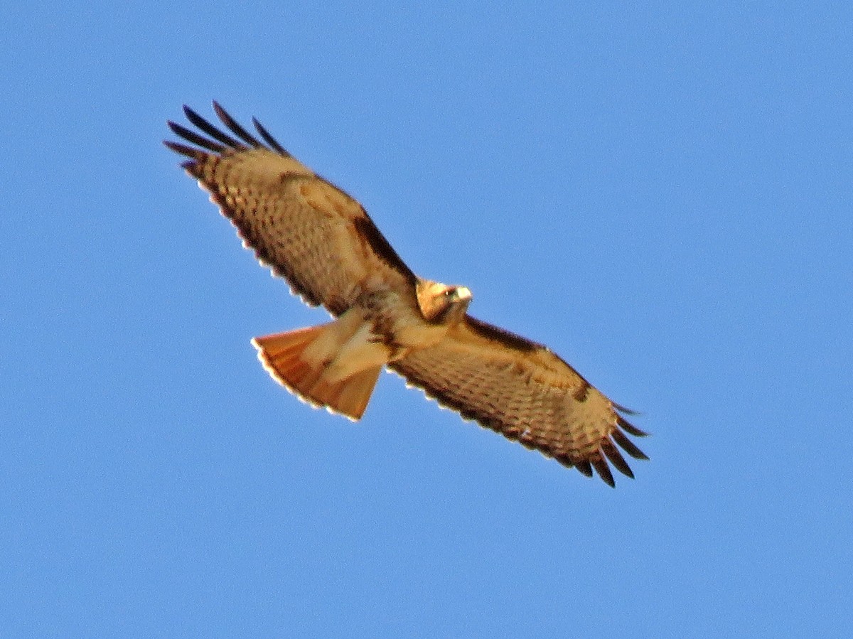 Red-tailed Hawk - ML310660591