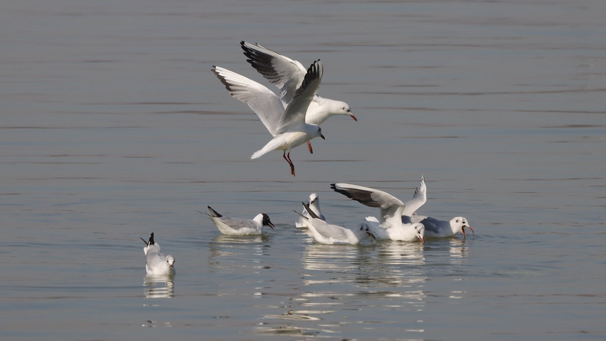 Black-headed Gull - Group account  for eBirding in Serbia