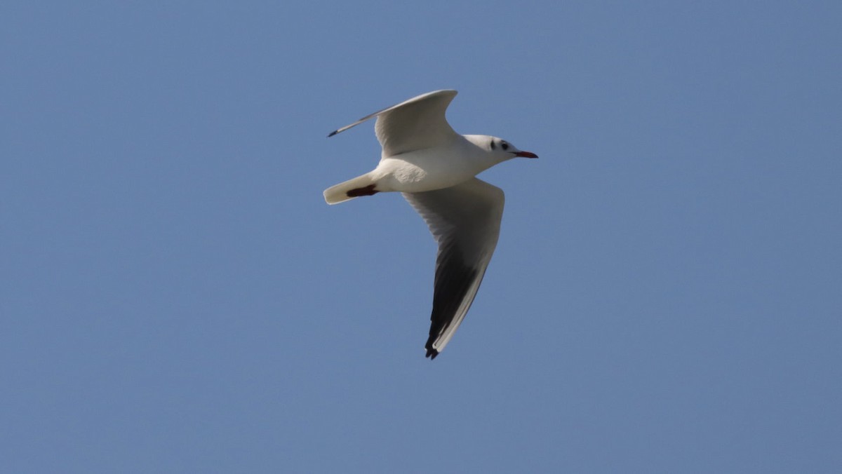 Black-headed Gull - ML310660841