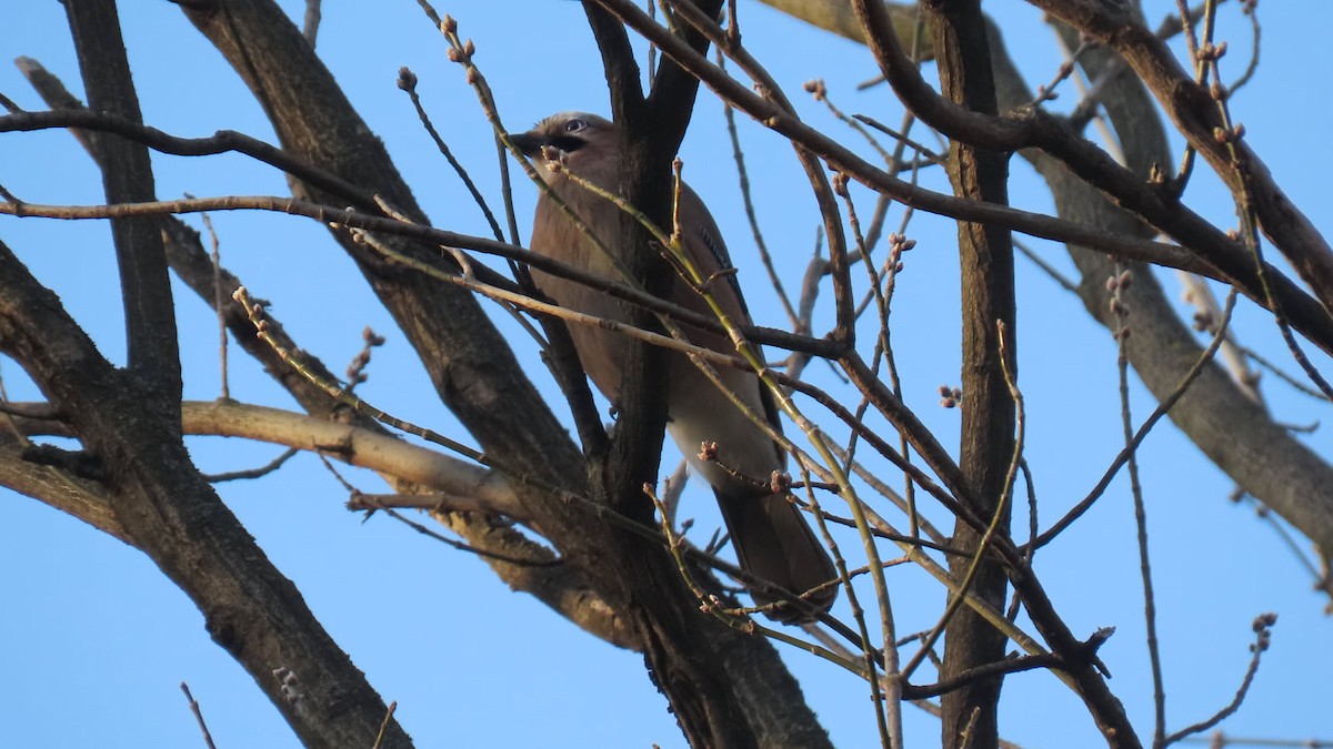 Eurasian Jay - ML310661051