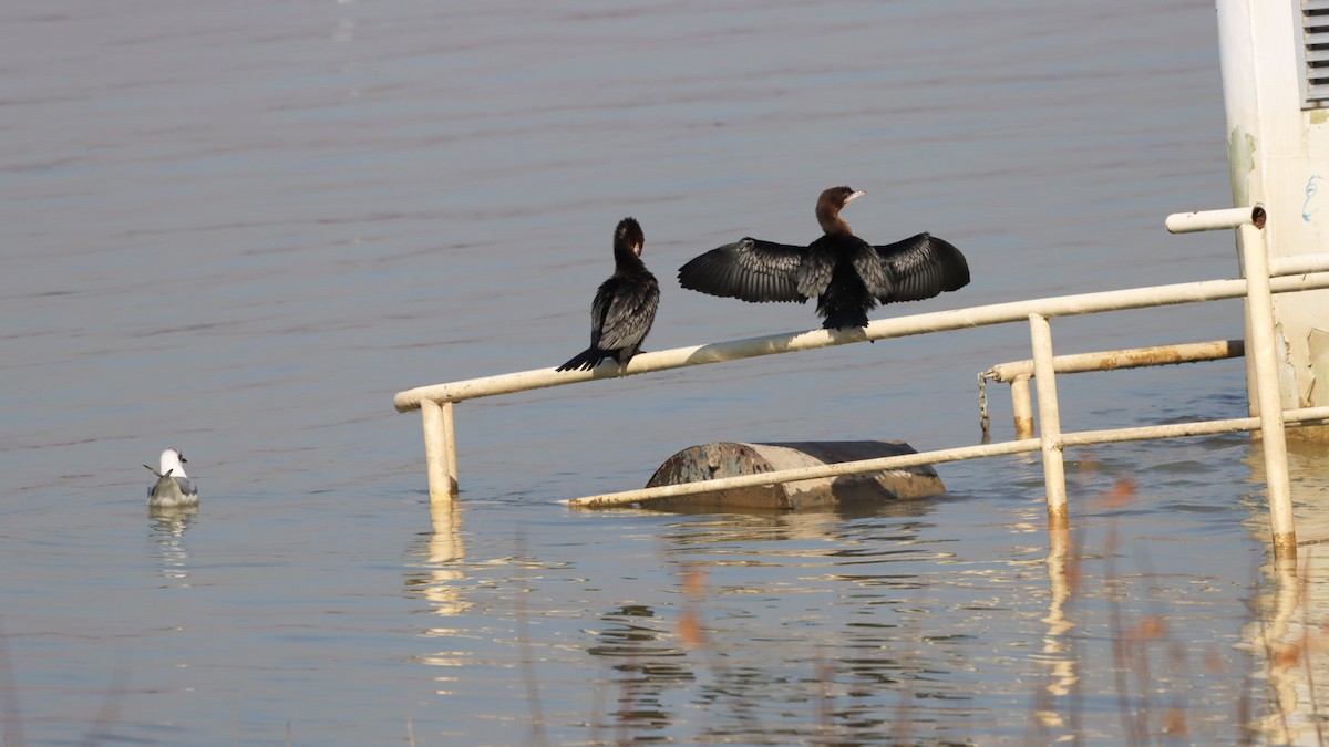 Pygmy Cormorant - ML310661491