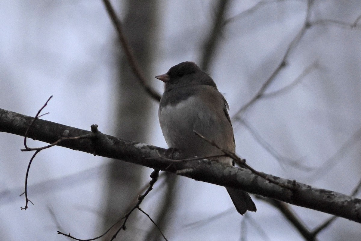 Dark-eyed Junco (Oregon) - ML310661671