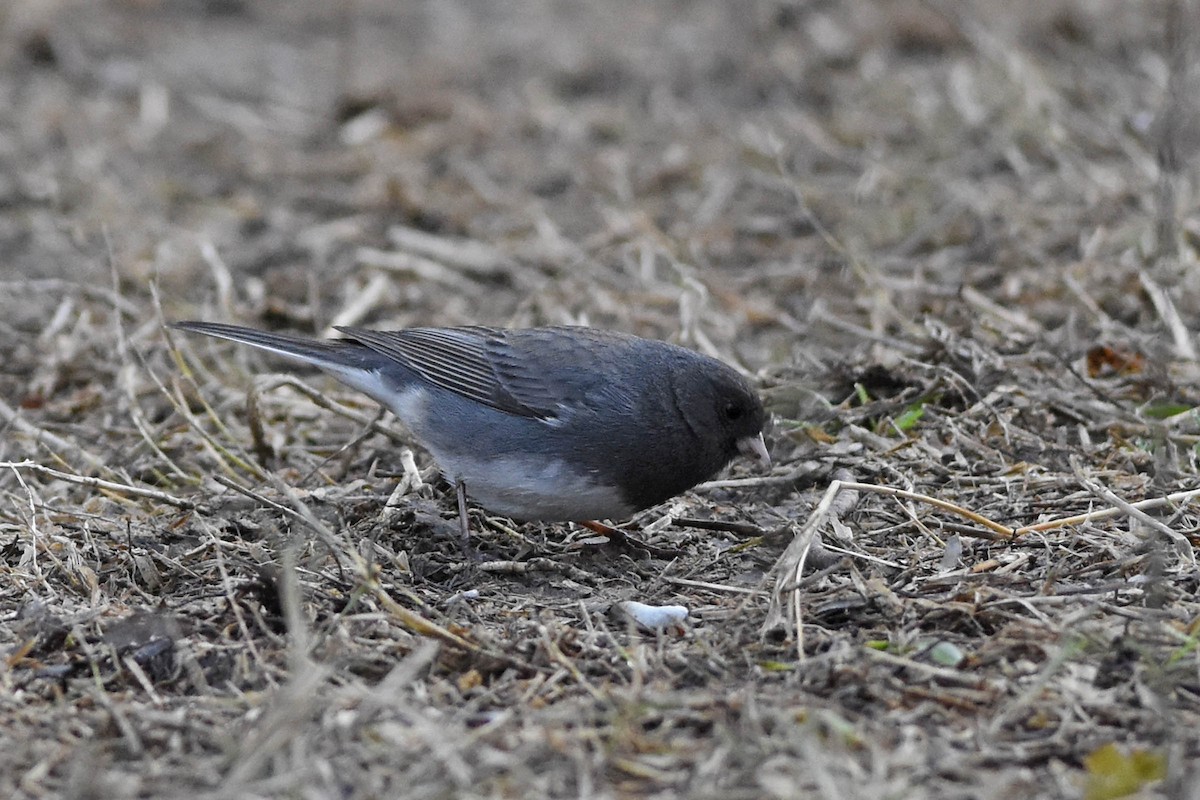 Dark-eyed Junco (Slate-colored) - ML310661721