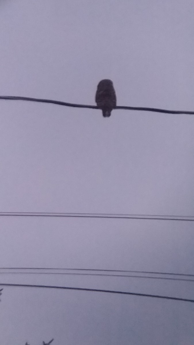 Barred Owl - ML310662451