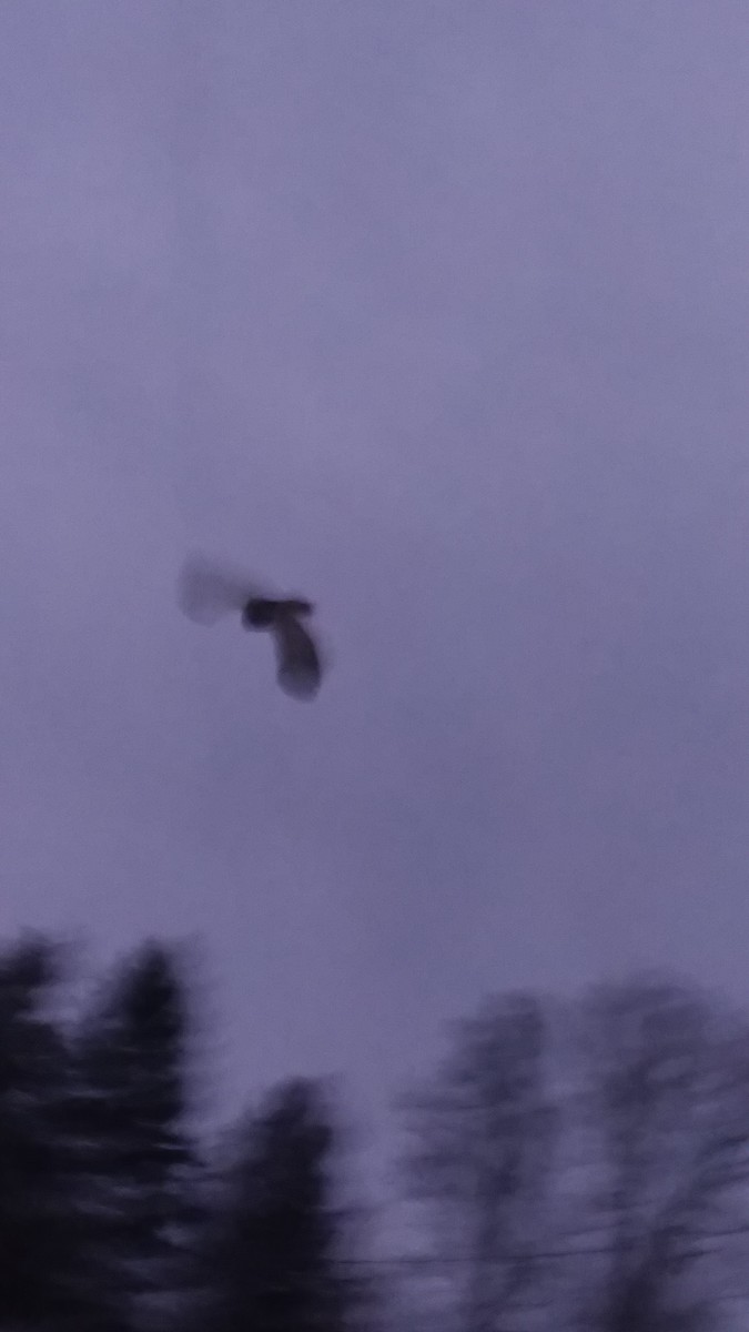 Barred Owl - ML310662471