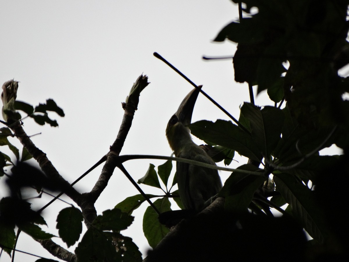 Northern Emerald-Toucanet - ML31066251