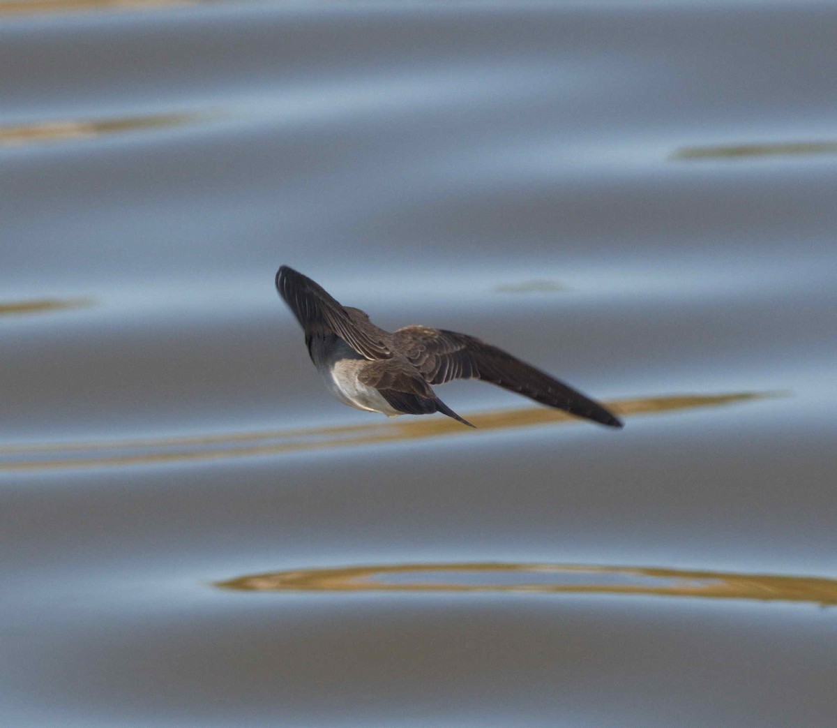 Northern Rough-winged Swallow - ML310662671