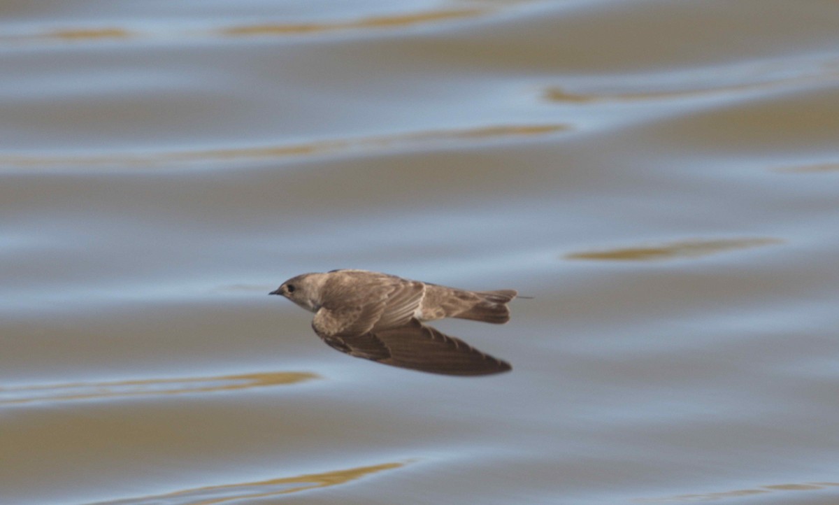Northern Rough-winged Swallow - ML310662681