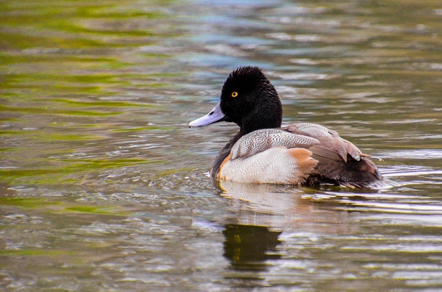 Lesser Scaup - ML310663691