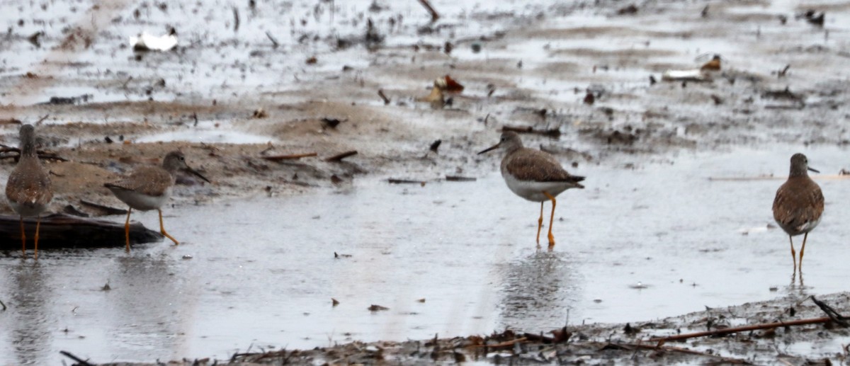 Greater Yellowlegs - ML310664641