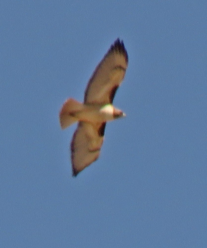Red-tailed Hawk - ML310664751