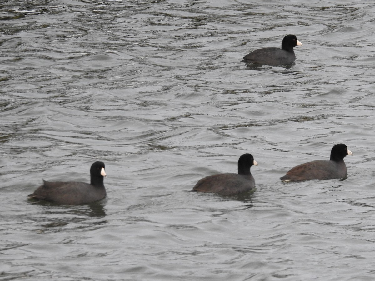 American Coot - ML310666761