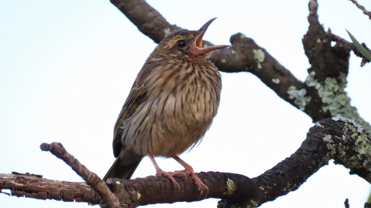 Striped Pipit - Shane Dollman