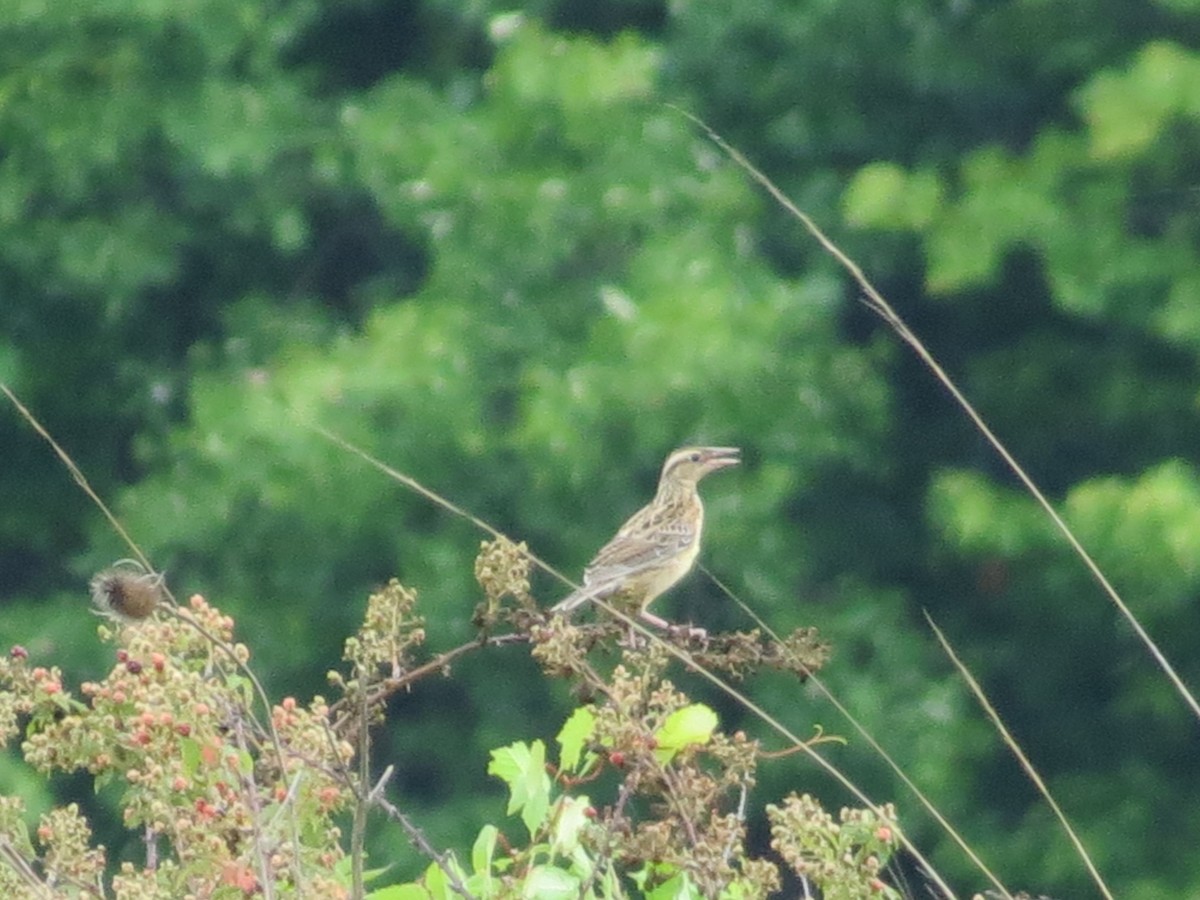 Eastern Meadowlark - ML31067201