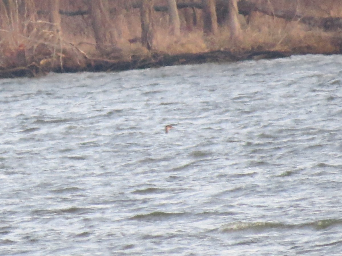Red-necked Grebe - ML310672291