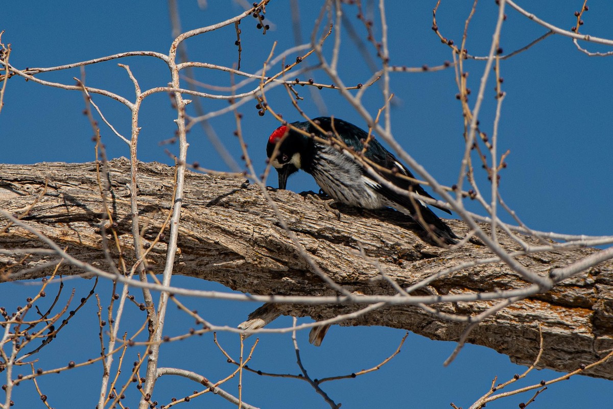 Acorn Woodpecker - ML310677161