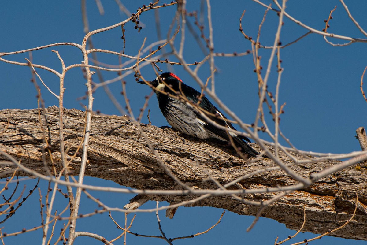 Acorn Woodpecker - ML310677181