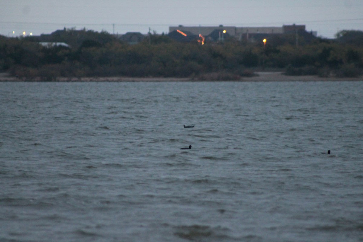 Heermann's Gull - ML310678281
