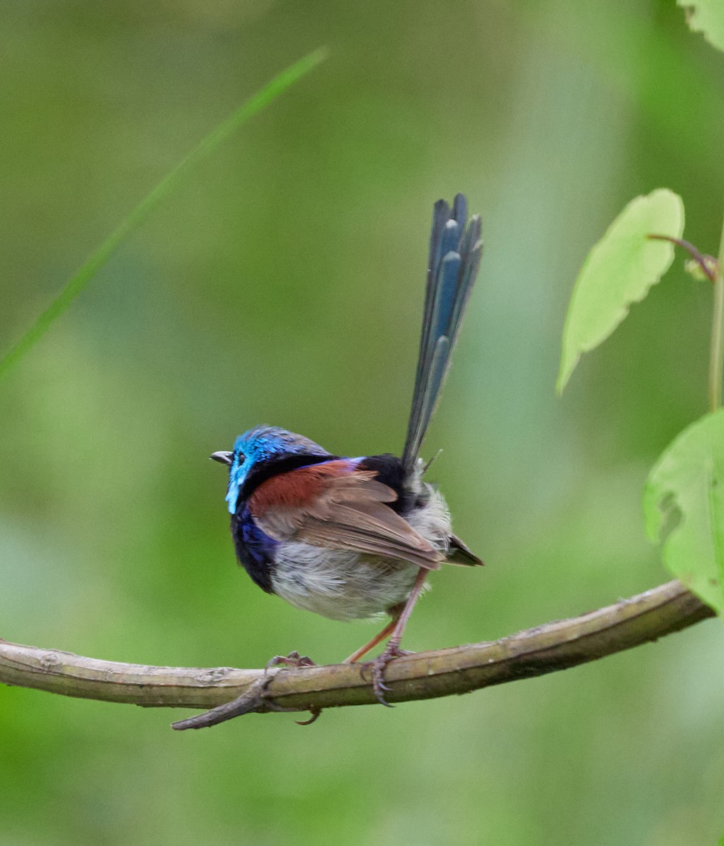 Variegated Fairywren - ML310679811