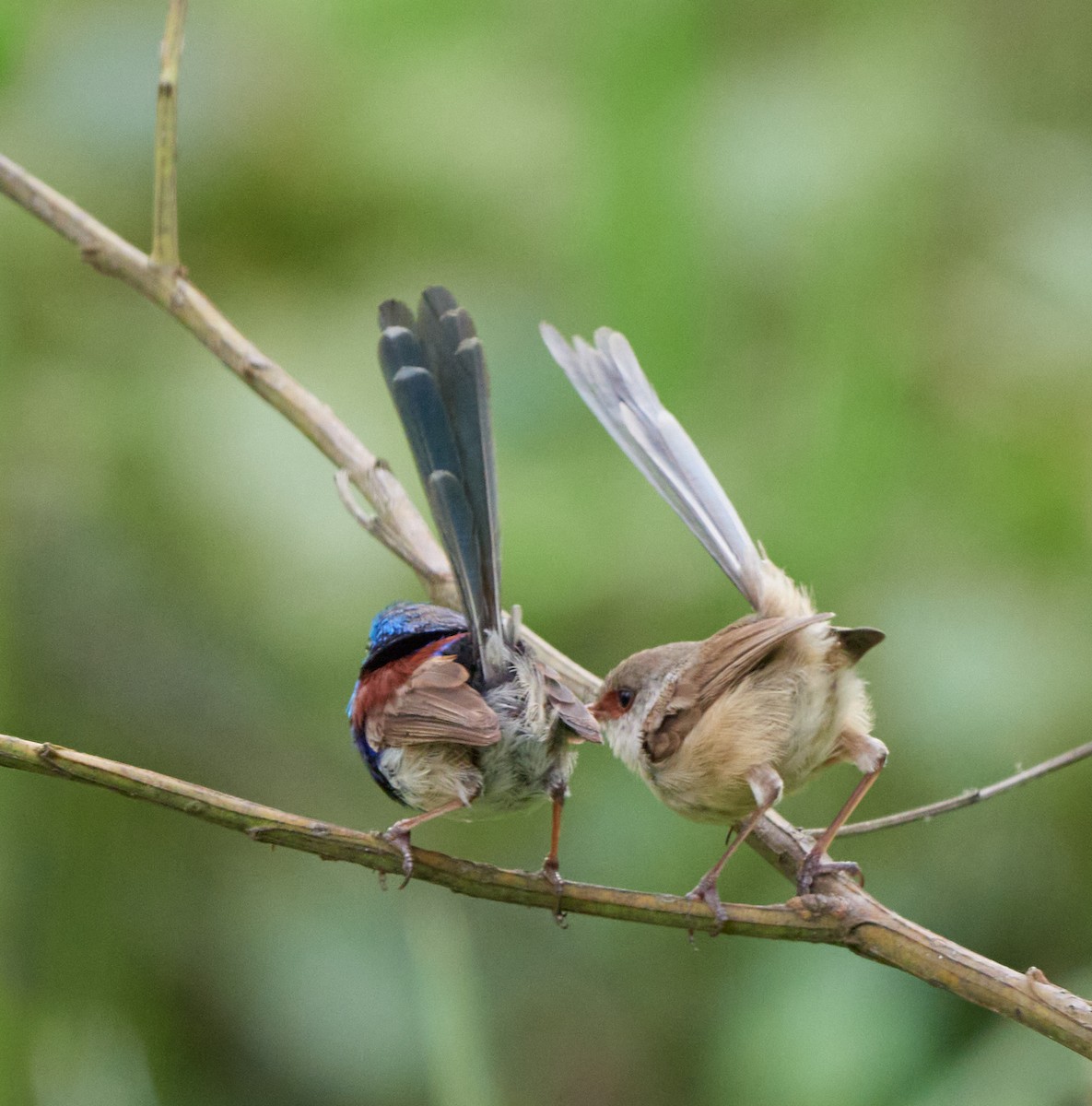 Variegated Fairywren - ML310679841