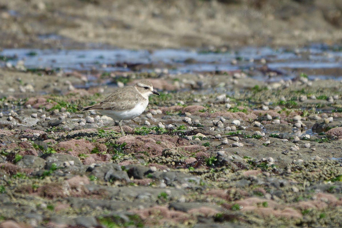 Double-banded Plover - ML310681451