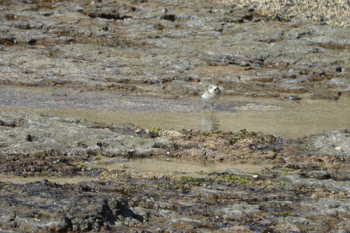 Double-banded Plover - ML310681821