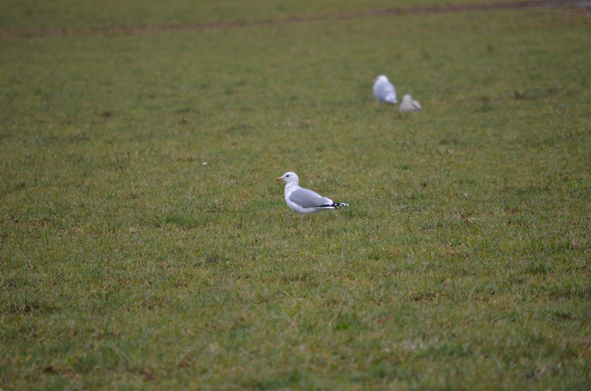 California Gull - ML310682141