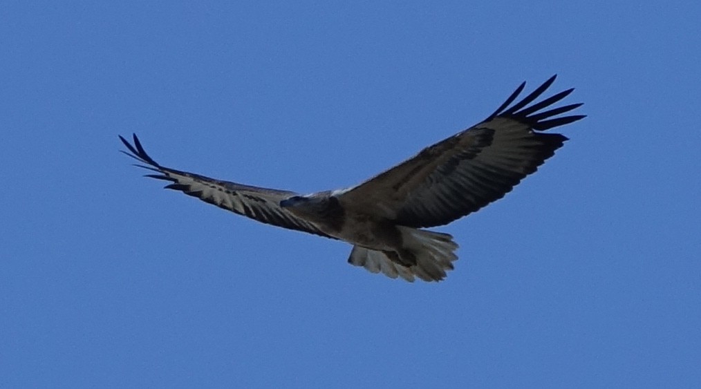 White-bellied Sea-Eagle - Jann Gowans