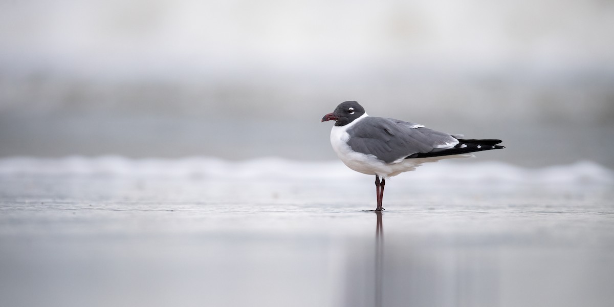 Laughing Gull - ML310683981