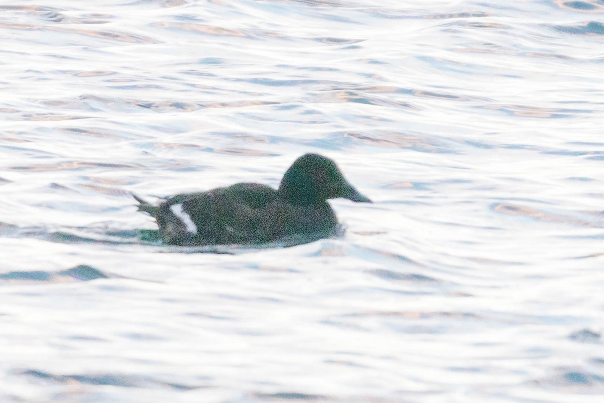 White-winged Scoter - ML310684701