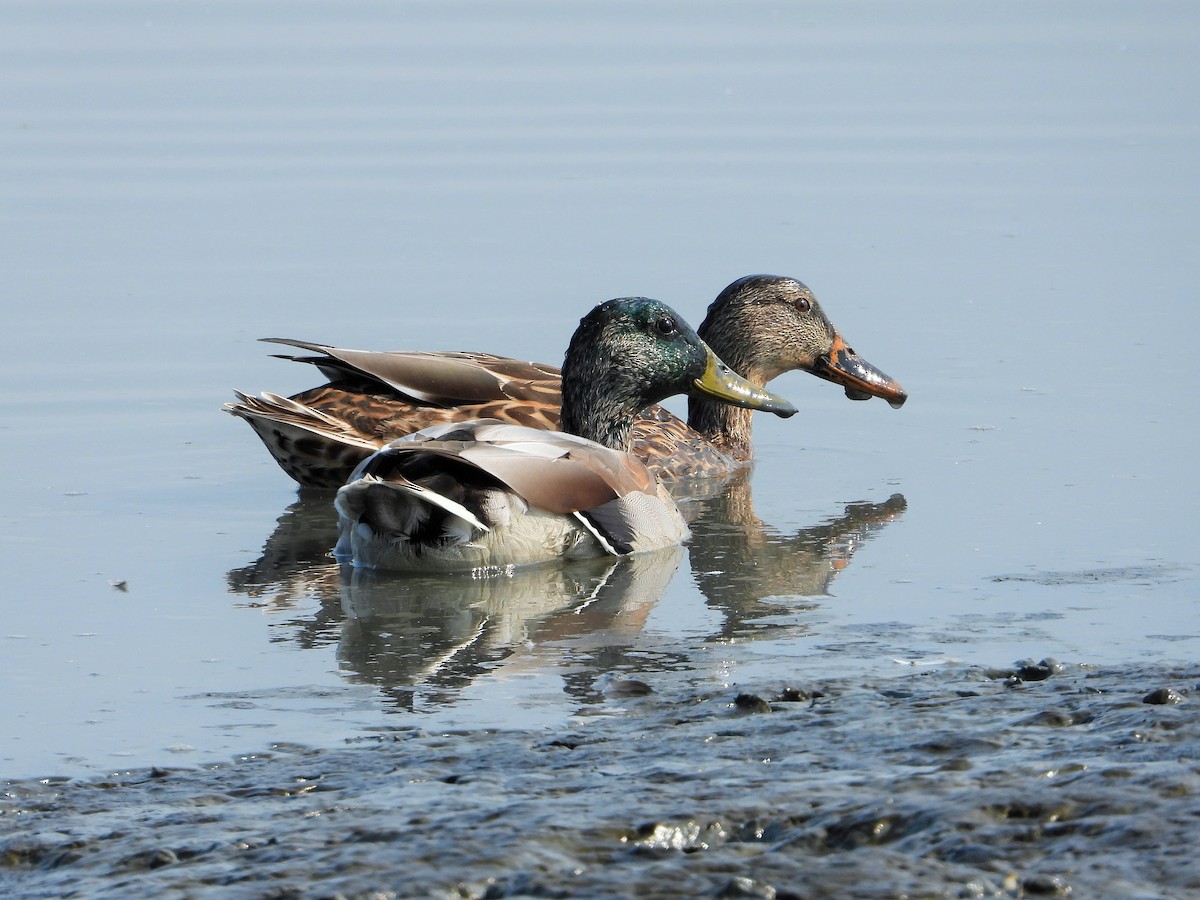 Mallard - ML310684791