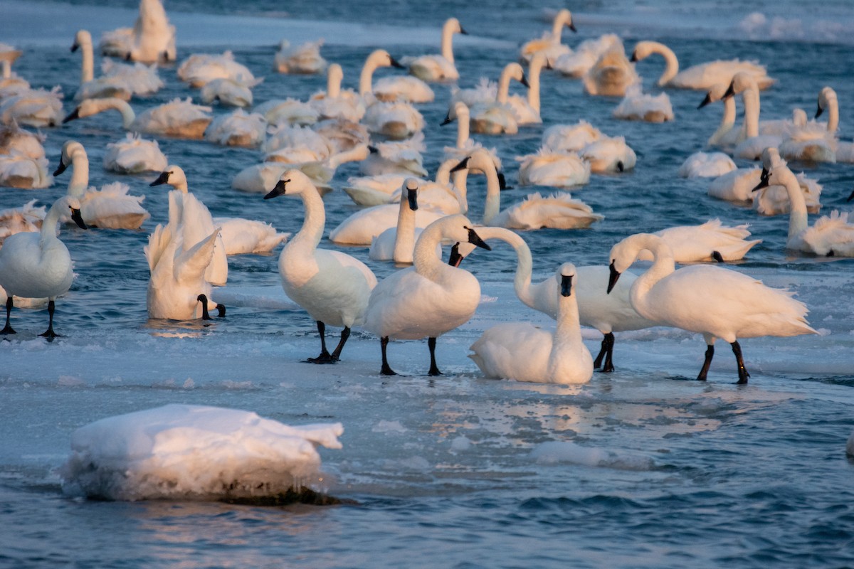 Tundra Swan - Colin Gallagher