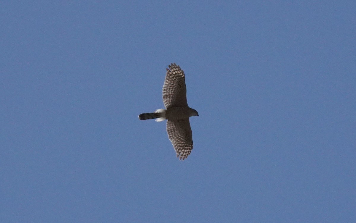 Cooper's Hawk - ML310689491