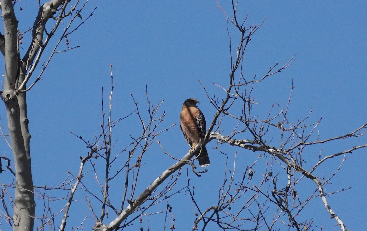 Red-shouldered Hawk - ML310689541