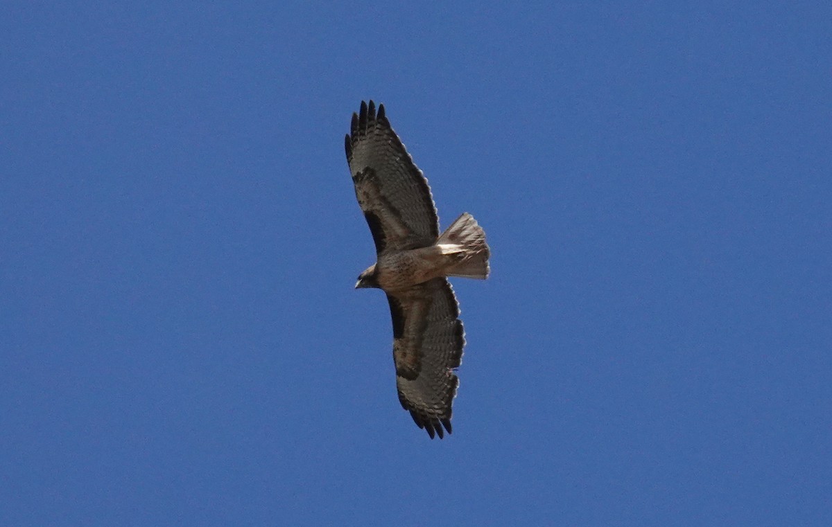 Red-tailed Hawk - ML310689591