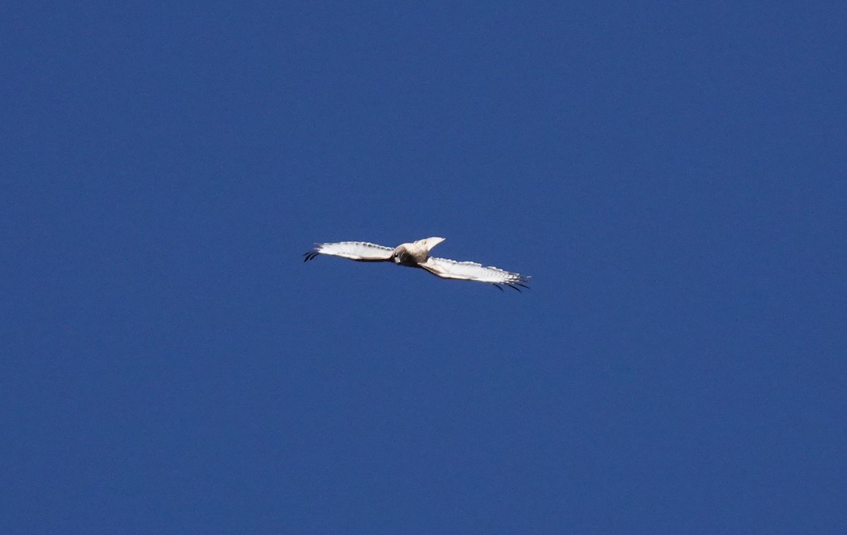 Red-tailed Hawk - ML310689601